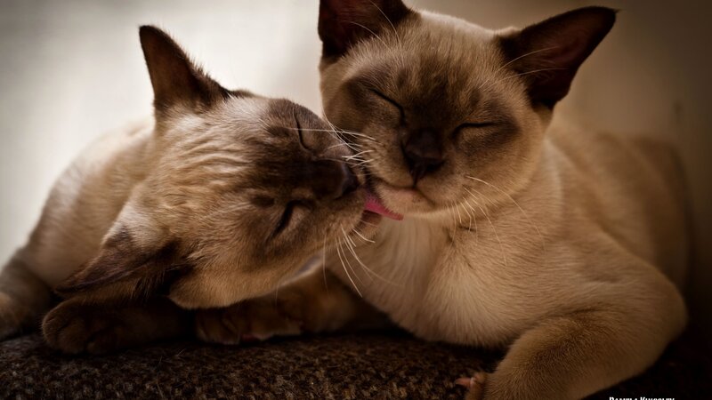 Two Siamese Cats Grooming