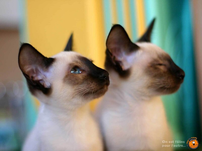 Two Siamese cats looking up