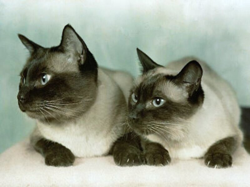 Two Siamese cats lying together
