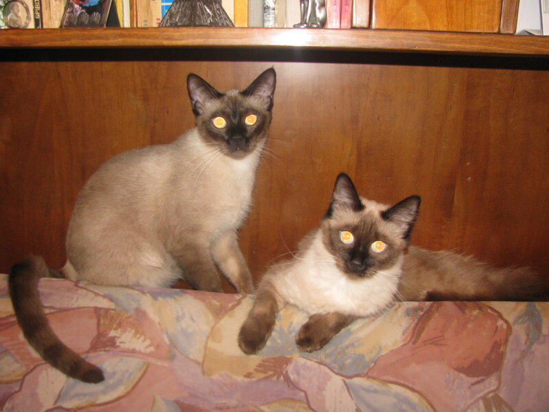 Two Siamese cats on a couch