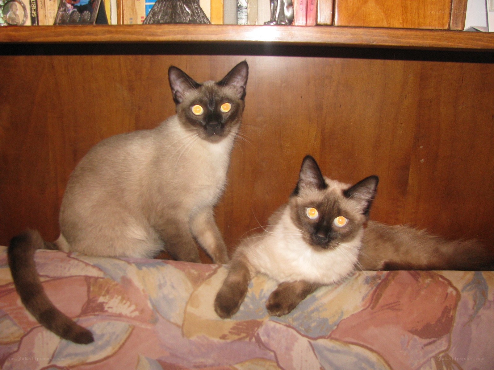 Two Siamese cats on a couch