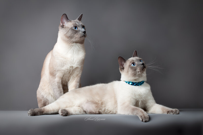 Two Siamese cats on gray