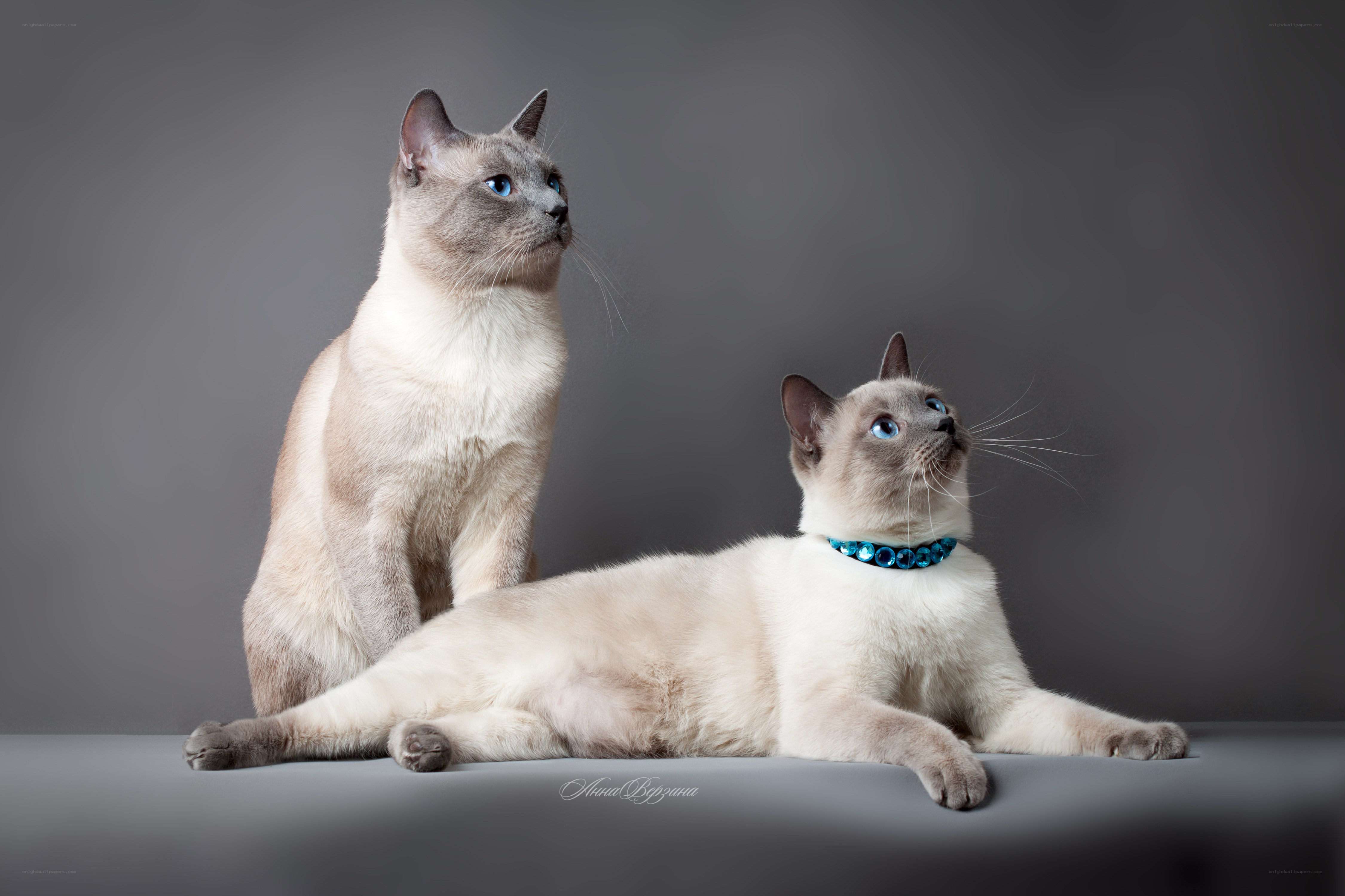 Two Siamese cats on gray