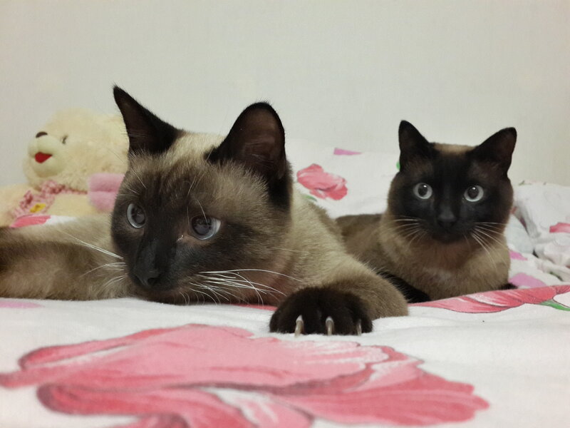 Two Siamese Cats — Pink, Calm