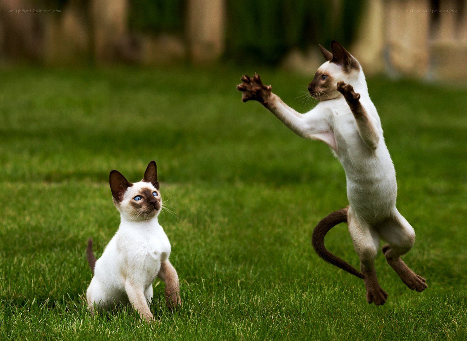 Two Siamese cats playing