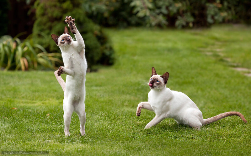 Two Siamese Cats Playing — Green, Playful