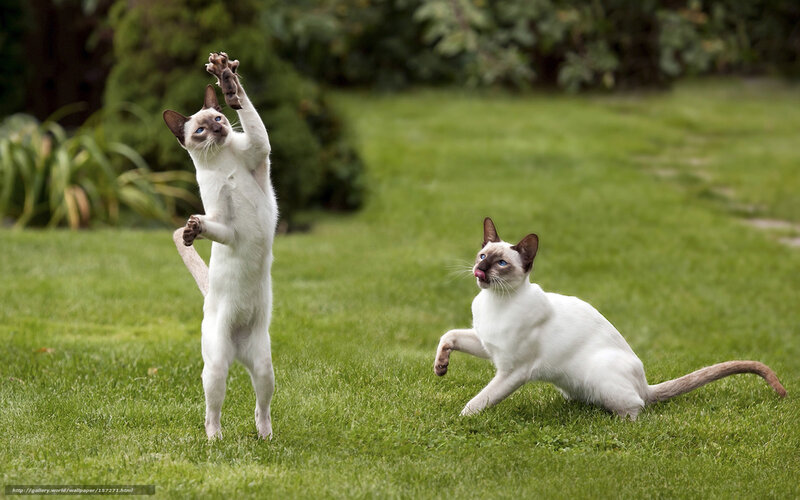 Two Siamese Cats Playing — Green