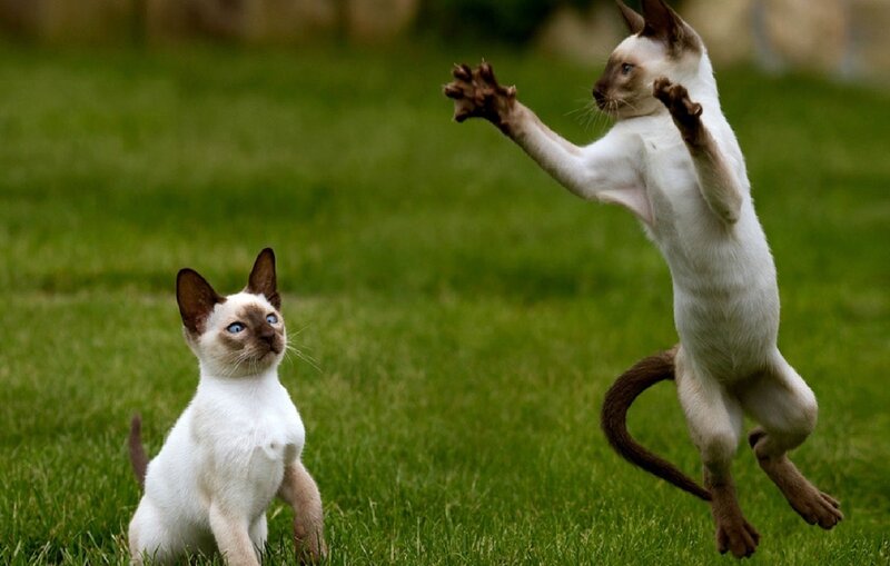 Two Siamese cats playing