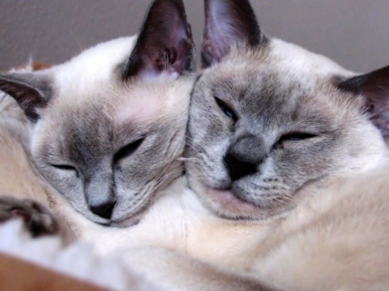 Two Siamese Cats Sleeping — White