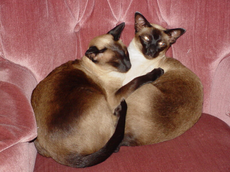 Two Siamese Cats