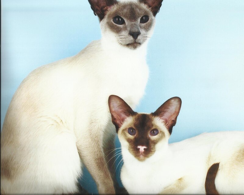 Two Siamese Cats — White, Calm, Photograph, Blue Background