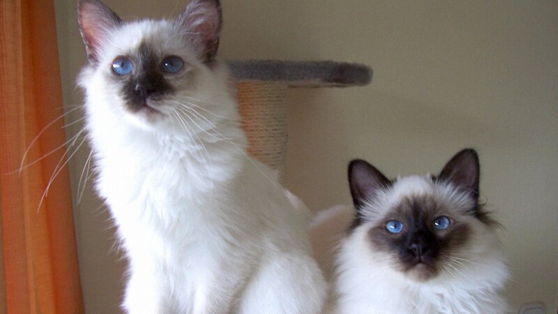 Two Siamese Cats — White, Calm, Photograph