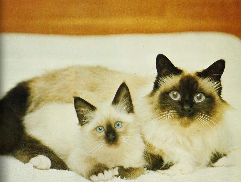 Two Siamese Cats — White, Calm