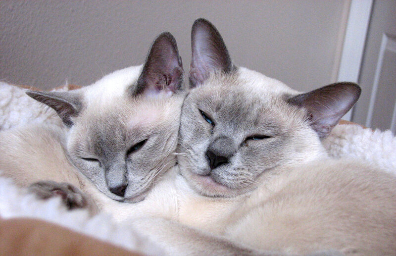 Two Siamese Cats — White, Peaceful