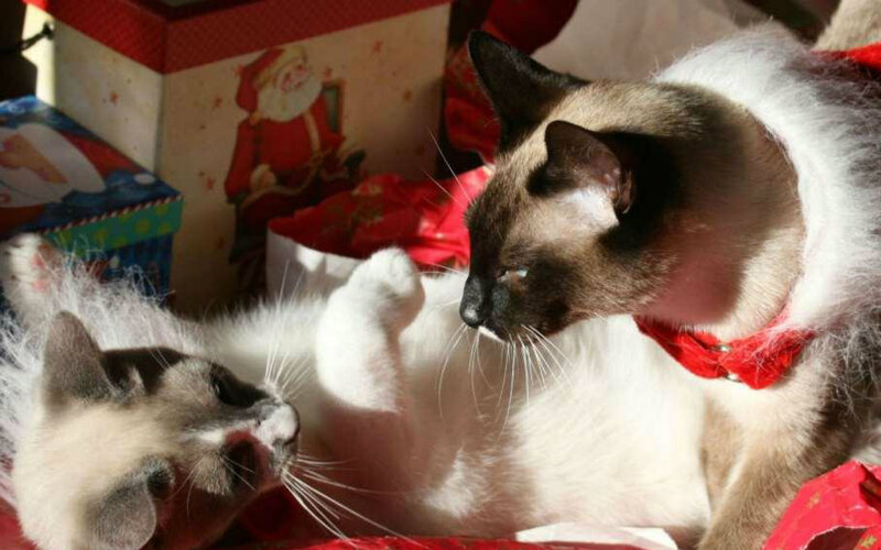 Two Siamese Cats — White, Playful