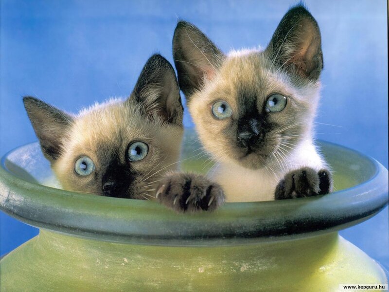 Two Siamese Kittens — Blue
