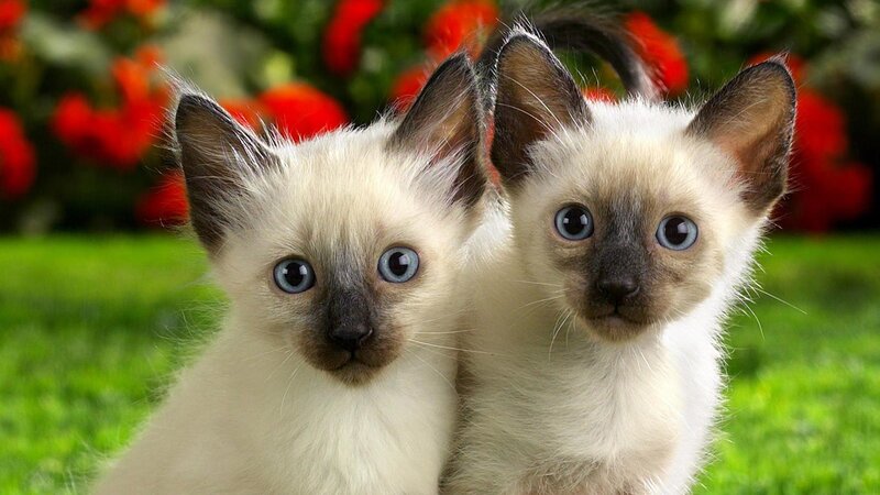 Two Siamese Kittens — Calm