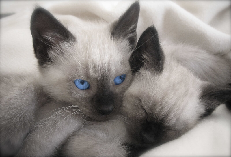 Two Siamese kittens cuddling