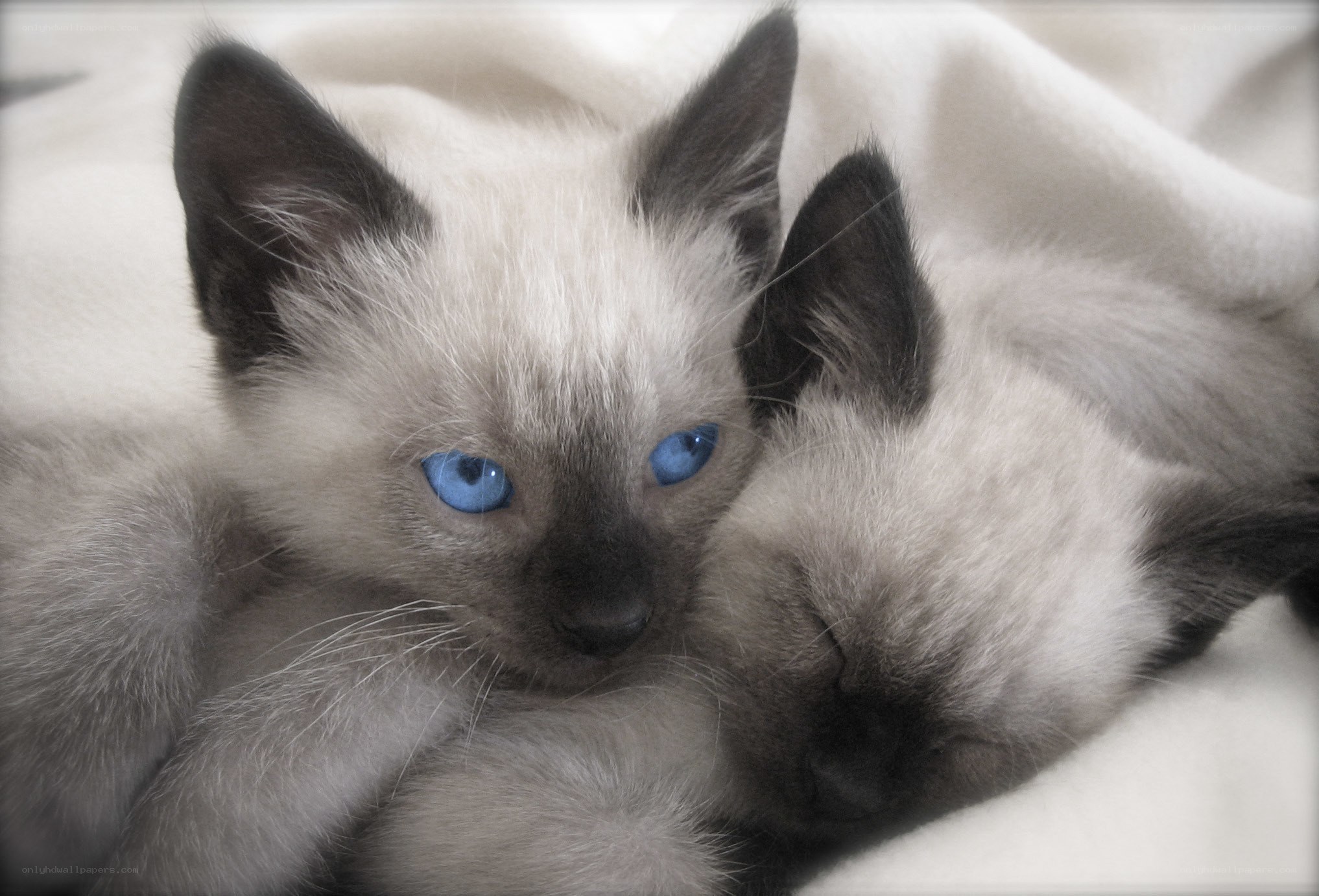 Two Siamese kittens cuddling