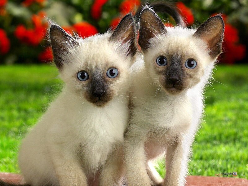 Two Siamese Kittens — Green, Calm, Afternoon, Photograph, Grass