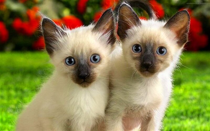 Two Siamese Kittens — Green, Calm, Afternoon, Photograph