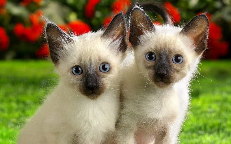 Two Siamese Kittens — Green, Calm, Afternoon
