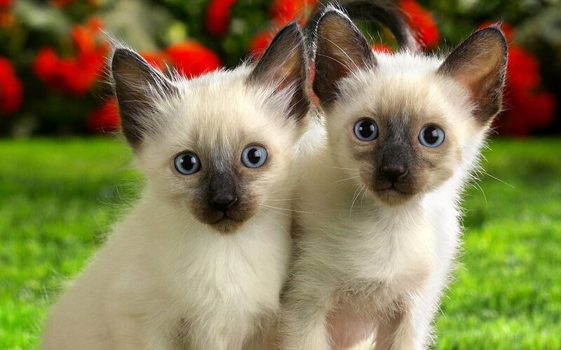 Two Siamese Kittens — Green, Calm
