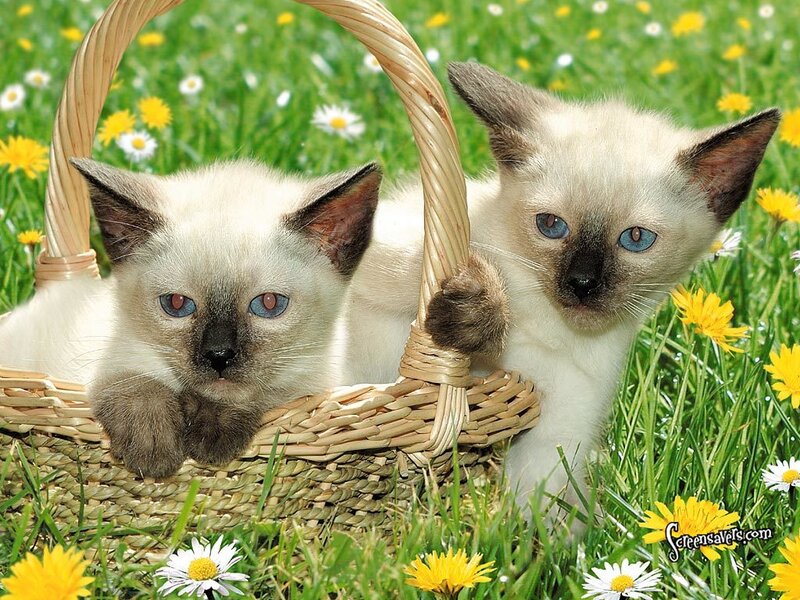 Two Siamese Kittens — Green