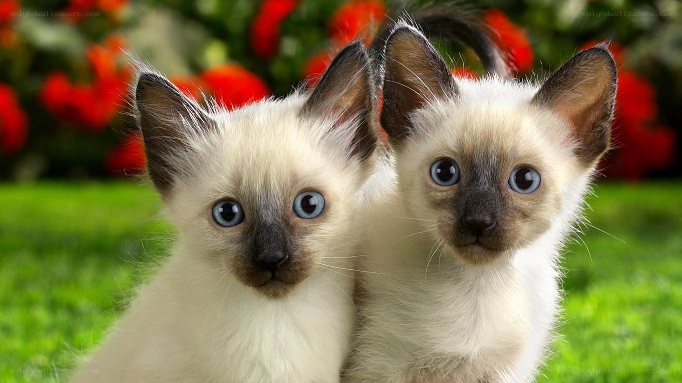 two siamese kittens in garden