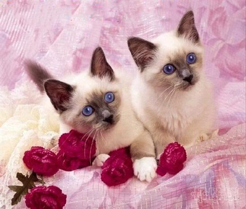 Two Siamese Kittens — Pink
