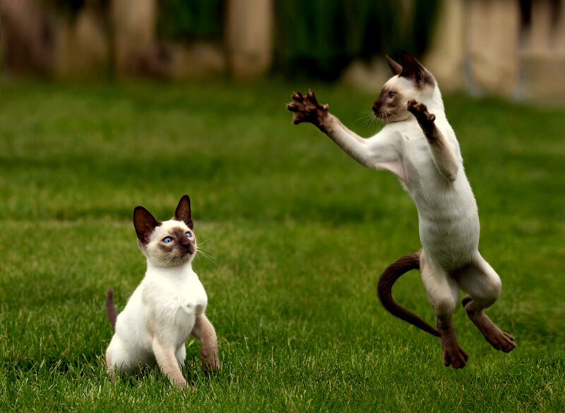 Two Siamese kittens playing