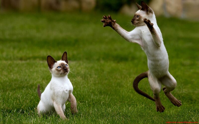 Two Siamese kittens playing