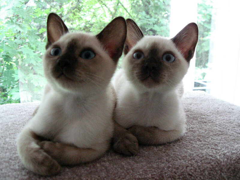 Two Siamese kittens sitting together