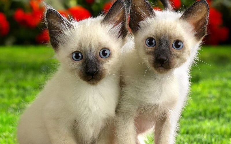 Two Siamese Kittens
