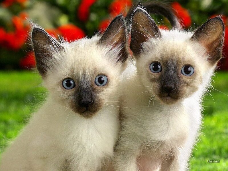 Two Siamese kittens together