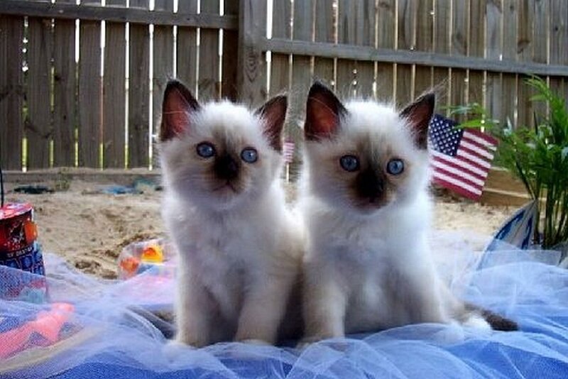 Two Siamese Kittens — White, Calm, Afternoon, Photograph