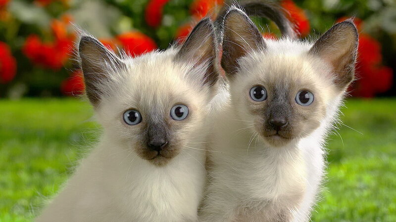 Two Siamese Kittens — White, Calm, Afternoon