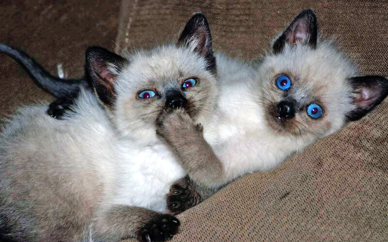 Two Siamese Kittens — White, Calm, Photograph, Couch