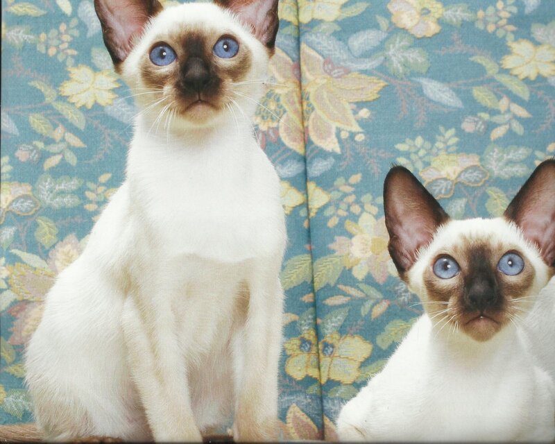 Two Siamese Kittens — White, Calm, Photograph