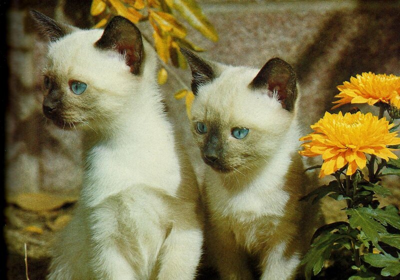 Two Siamese Kittens — White, Calm