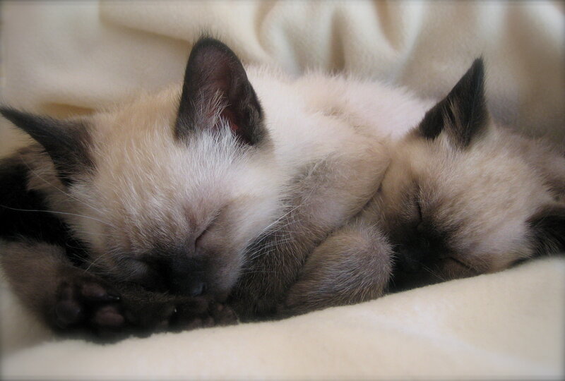 Two Siamese Kittens — White, Peaceful