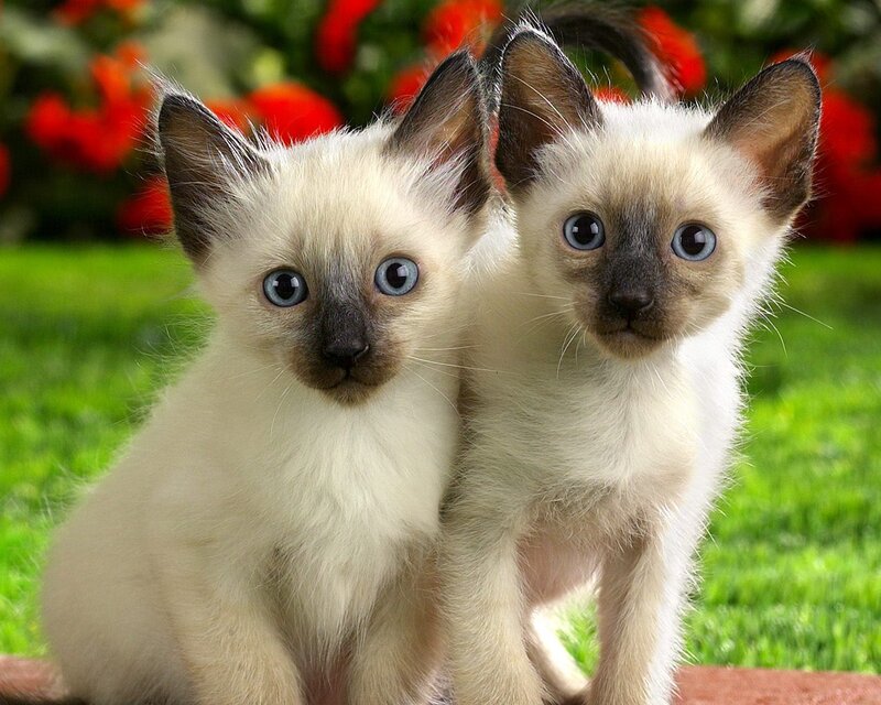 Two Siamese Kittens — White