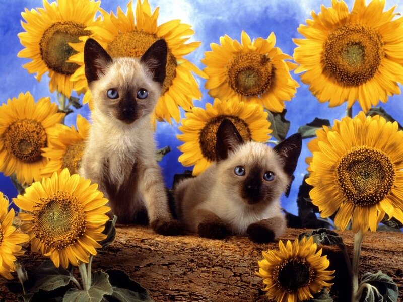 Two Siamese Kittens — Yellow, Calm, Summer