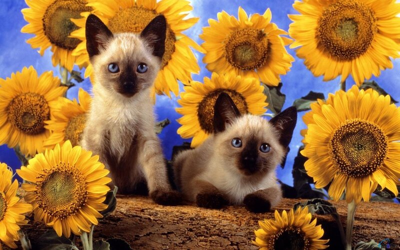 Two Siamese Kittens — Yellow