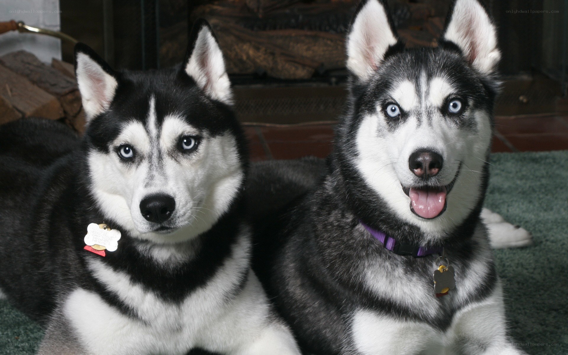 Two Siberian Huskies at home