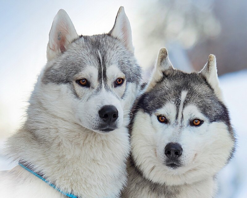 Two Siberian Huskies in snow