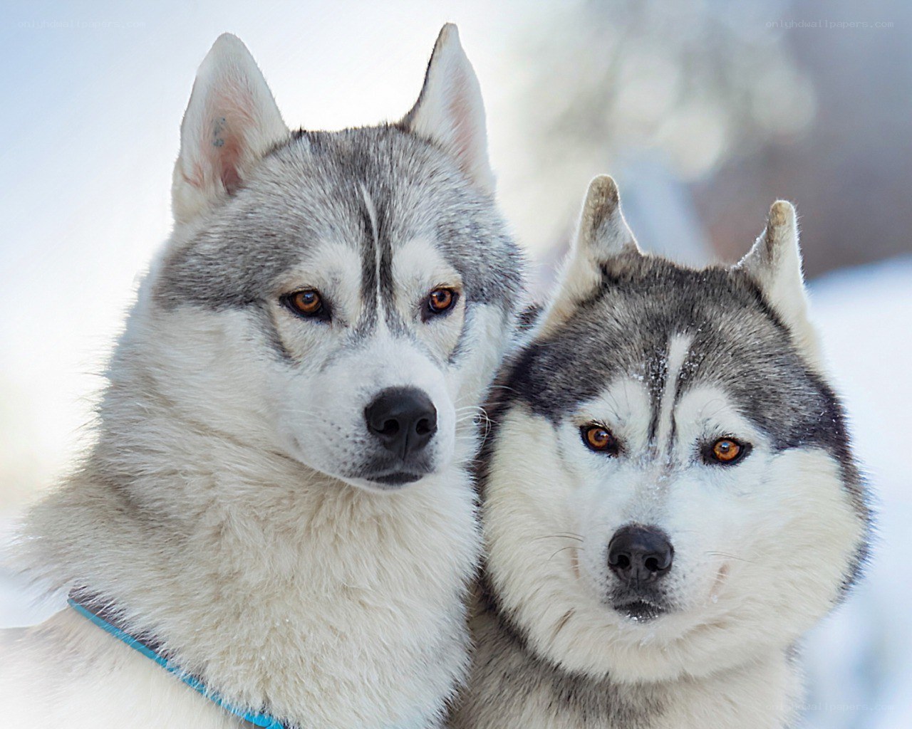 Two Siberian Huskies in snow