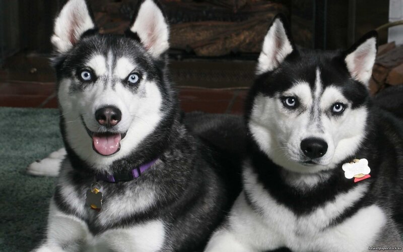 Two Siberian Huskies sitting together