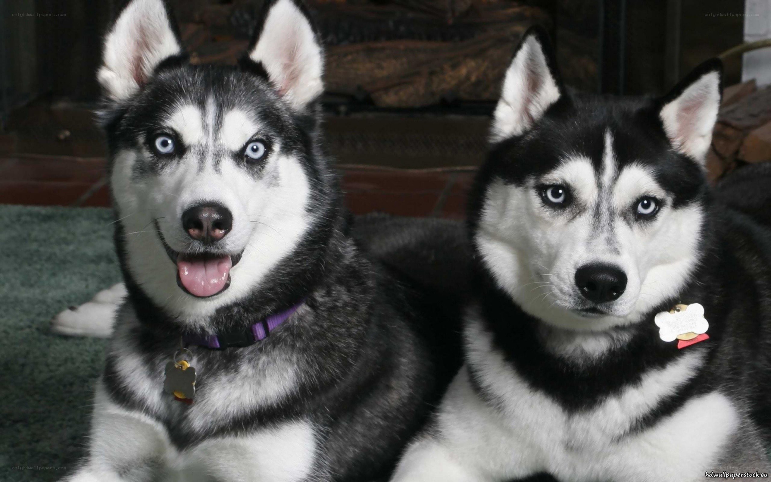 Two Siberian Huskies sitting together