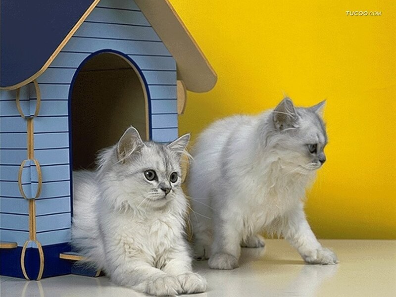 Two Silver Cats